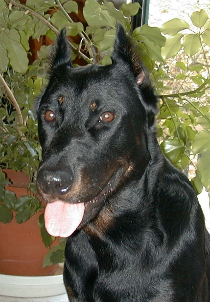 Nikiahnew2.JPG (242468 bytes)