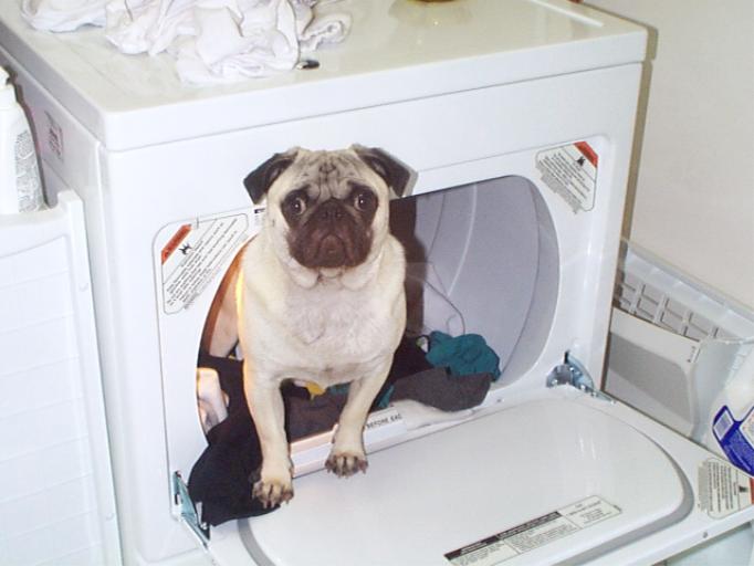 dryer dog.jpg (36755 bytes)