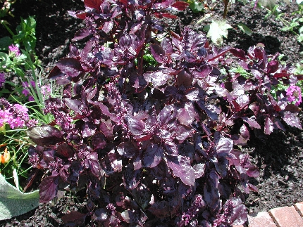 scbg10.JPG (218431 bytes)