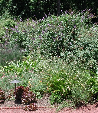 scbg14.JPG (205035 bytes)