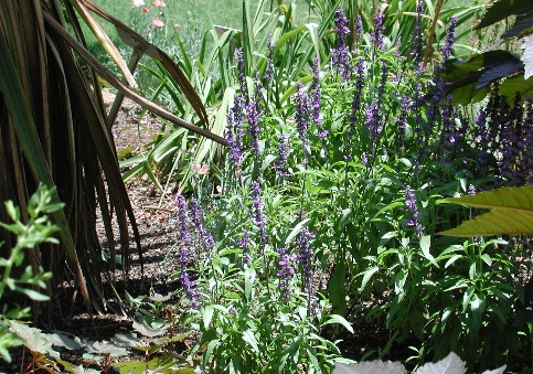 scbg17.JPG (250667 bytes)