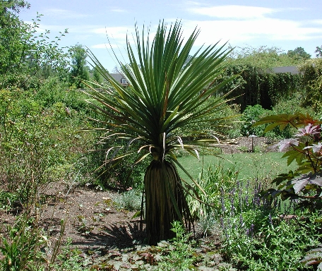 scbg18.JPG (255648 bytes)