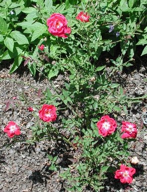 scbg24.JPG (187829 bytes)