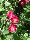 scbg25th.JPG (23739 bytes)