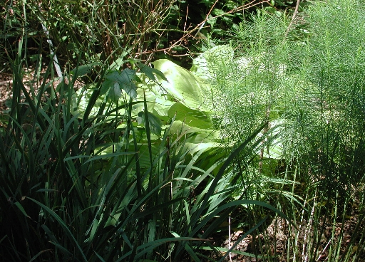 scbg26.JPG (271374 bytes)