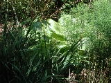 scbg26th.JPG (29743 bytes)