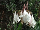 scbg37th.JPG (28158 bytes)