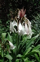 scbg38th.JPG (17570 bytes)