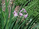 scbg39th.JPG (30497 bytes)