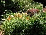 scbg3th.JPG (31463 bytes)