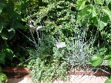 scbg41th.JPG (32619 bytes)