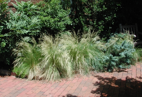 scbg42.JPG (201333 bytes)