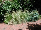 scbg42th.JPG (27660 bytes)