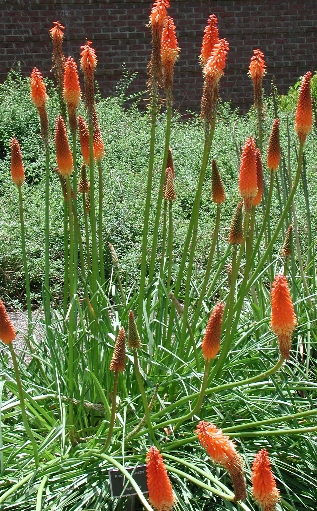 scbg45.JPG (264513 bytes)