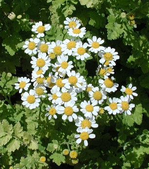 scbg46.JPG (145446 bytes)