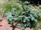 scbg49th.JPG (30815 bytes)