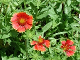 scbg53th.JPG (31009 bytes)
