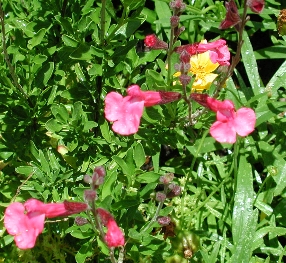 scbg54.JPG (114335 bytes)