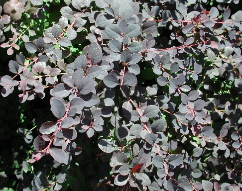 scbg55.JPG (253279 bytes)