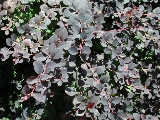 scbg55th.JPG (32147 bytes)