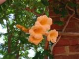scbg57th.JPG (24285 bytes)