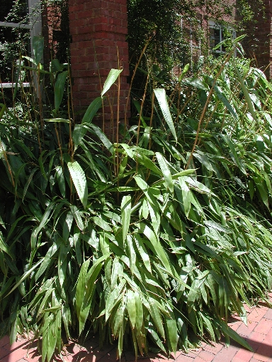 scbg59.JPG (286315 bytes)