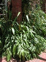scbg59th.JPG (20642 bytes)