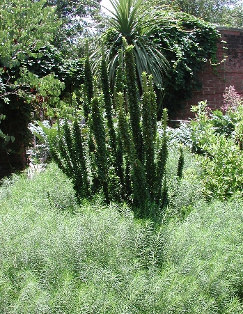 scbg60.JPG (263920 bytes)