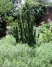 scbg60th.JPG (24071 bytes)