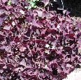 scbg61th.JPG (25737 bytes)