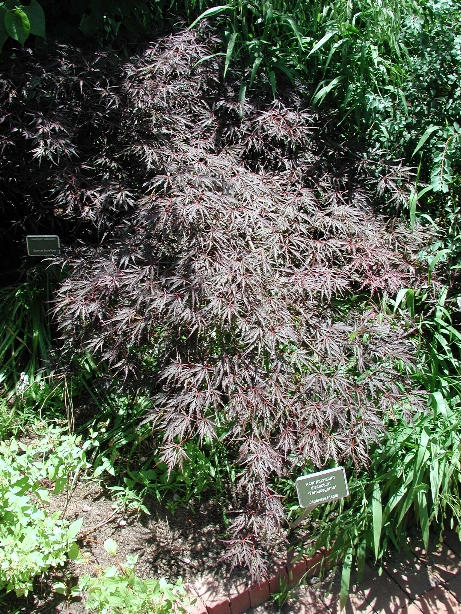 scbg63.JPG (464753 bytes)