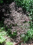 scbg63th.JPG (32973 bytes)