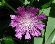 scbg66th.JPG (15113 bytes)