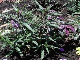 scbg6th.JPG (31827 bytes)