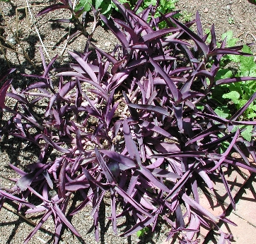 scbg7.JPG (211654 bytes)
