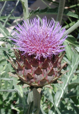scbg71.JPG (129735 bytes)