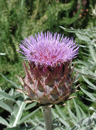 scbg72.JPG (175656 bytes)