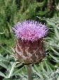 scbg72th.JPG (16289 bytes)