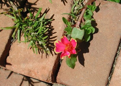scbg73.JPG (145447 bytes)