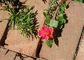 scbg73th.JPG (16645 bytes)