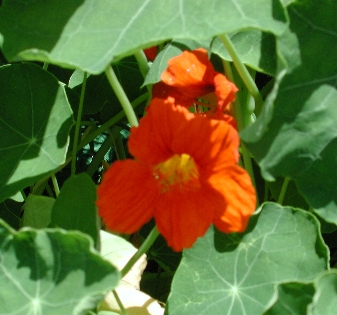 scbg76.JPG (97663 bytes)