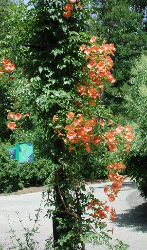 scbg80.JPG (241060 bytes)