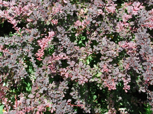 scbg85.JPG (317834 bytes)