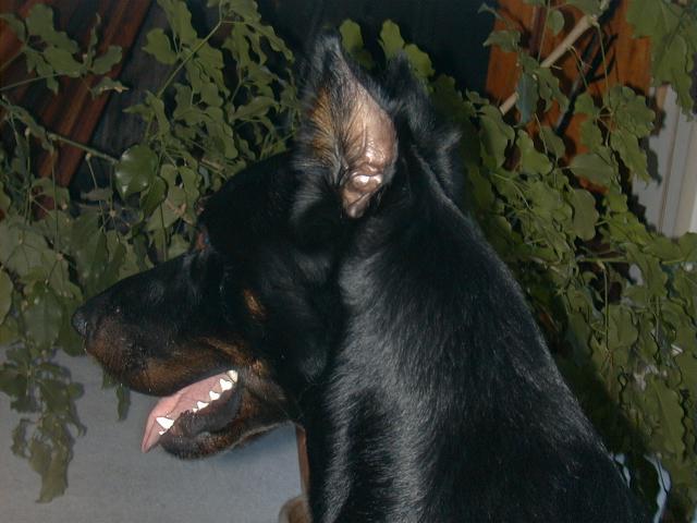 Dsc00013.jpg (43882 bytes)