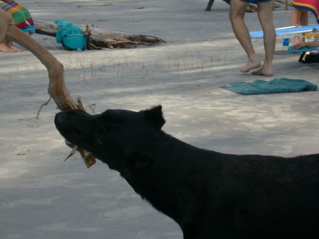 Dsc00045.jpg (31527 bytes)