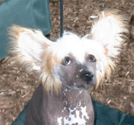 HairlessChineseCrestedth.JPG (36354 bytes)