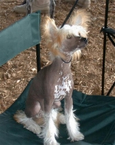 Hairless Chinese Crested 2th.JPG (38169 bytes)