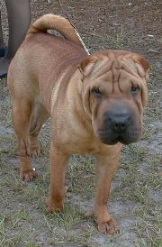 Wrinklesth.JPG (56737 bytes)