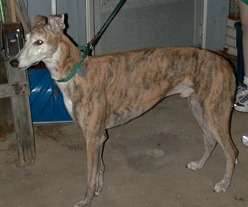 buster.JPG (160964 bytes)